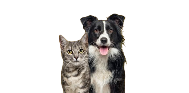 collection de prestige-cute cat and dog