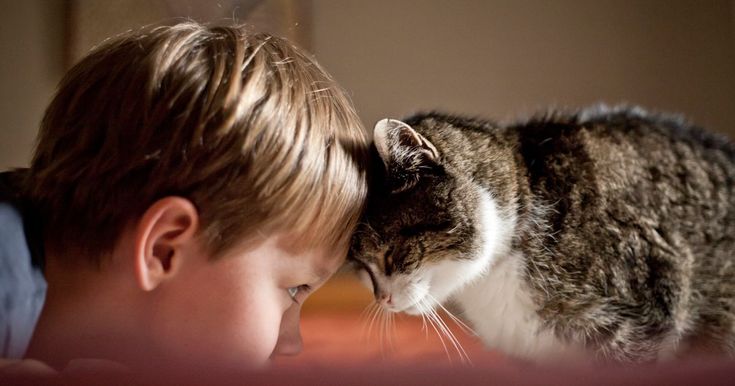 collection de prestige - cute cat and boy