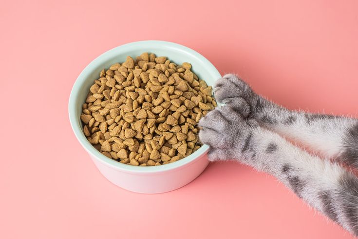 Cat dry food in a bowl and paws on a pink background