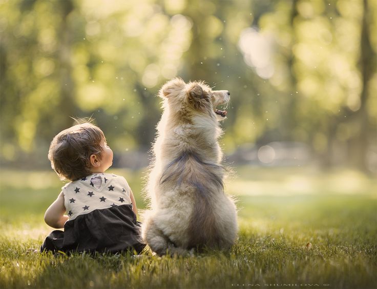 collection de prestige - cute dog and baby