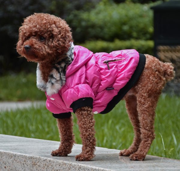 Cotton Padded Pet Jacket with Zipper