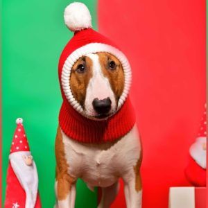 Fashion Simple Pet Autumn And Winter Woolen Hat