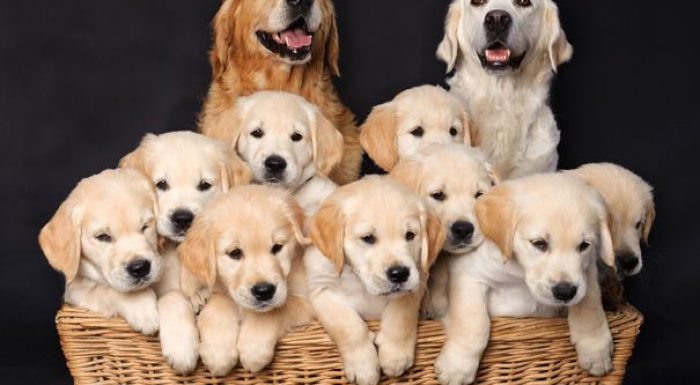 Proud Dog Mommies With Their Puppies