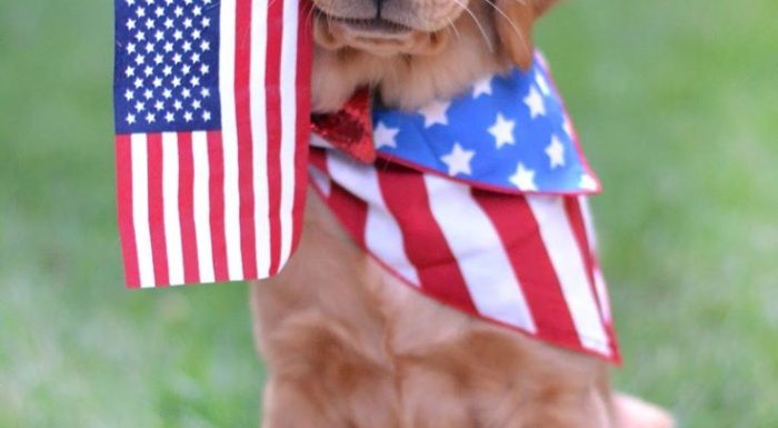 proud dog with us flag